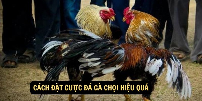 Anh em cần phải lưu ý những gì khi chơi đá gà Thomo trực tuyến