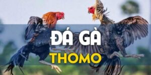 Khái niệm về thể loại đá gà thomo67