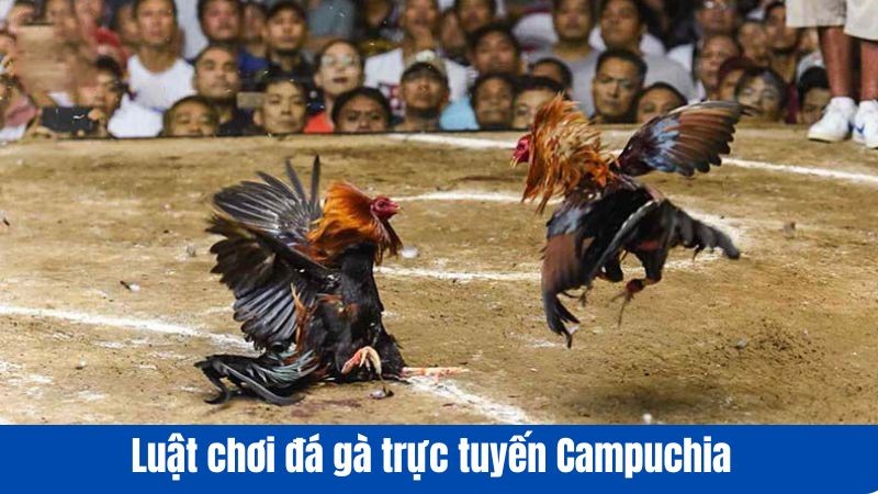 Luật chơi đá gà trực tuyến