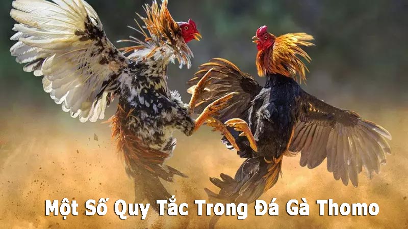 Tìm hiểu kỹ càng về luật chơi đá gà